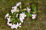 Alabama phlox